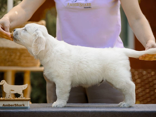 Фото Ambershark Everybody Likes Me стойка