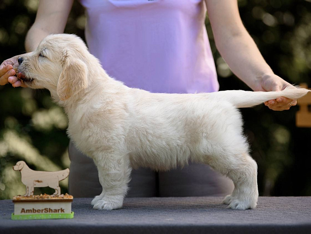 Фото Ambershark Endless Joy стойка