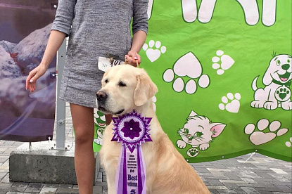 Национальная выставка собак всех пород _5