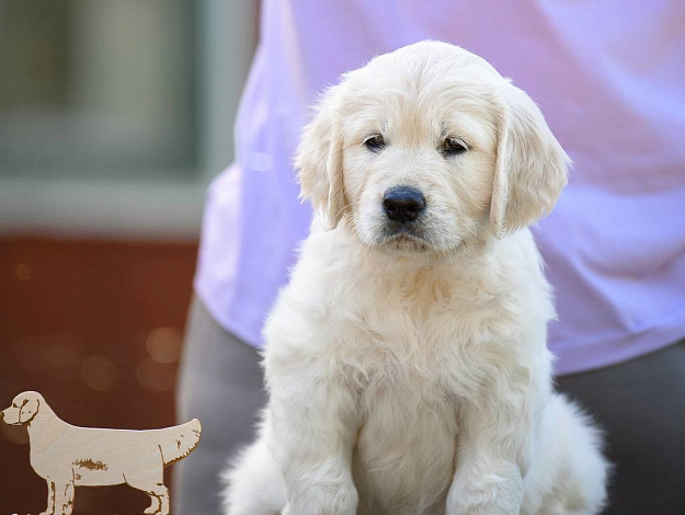 Фото Ambershark Elegant As Always морда