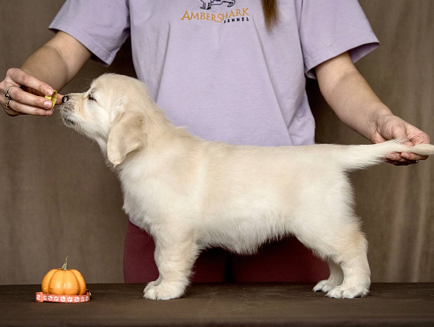 Фото AmberShark Divine Secret стойка