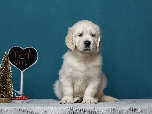 Фото AmberShark Cutest Secret морда