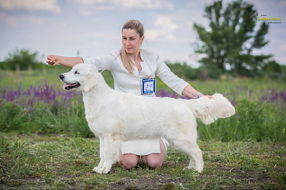 Национальная выставка собак всех пород _0