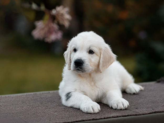 Фото AmberShark Focus On Me морда