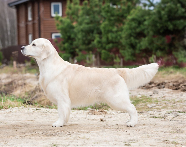 Фото Григорий стойка