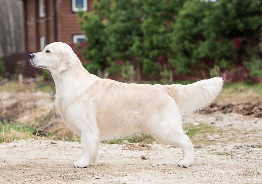 Фото Григорий стойка