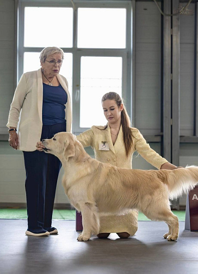 Монопородная выставка золотистых ретриверов 