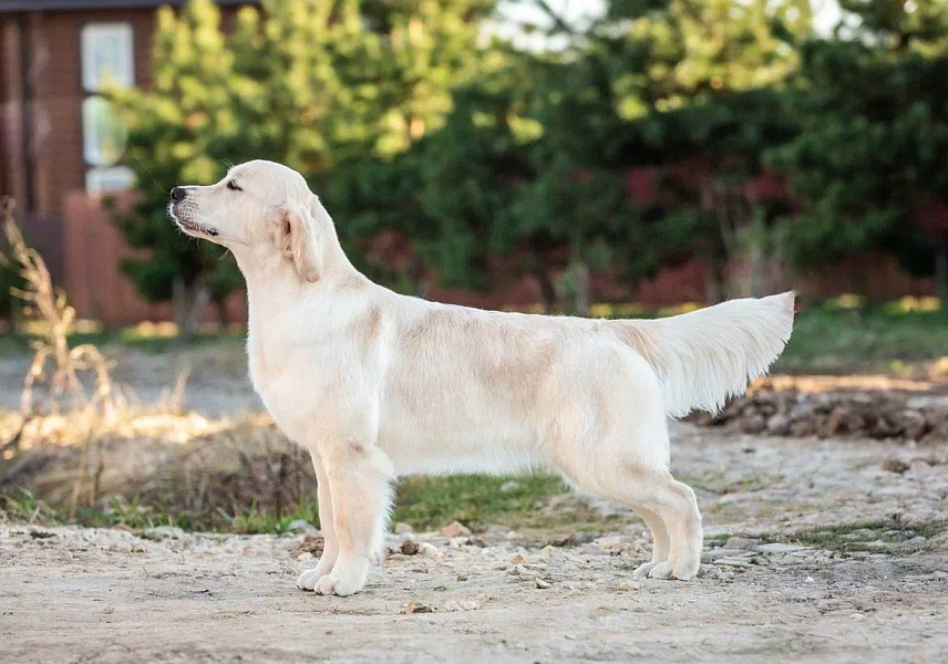 Фото Рокси стойка