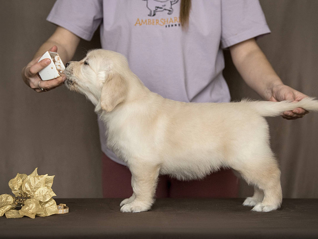 Фото AmberShark Diamonds Are Forever стойка
