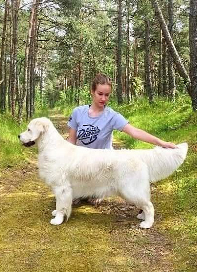 Национальная выставка собак всех пород 