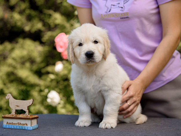 Фото Ambershark Eternal Happiness морда