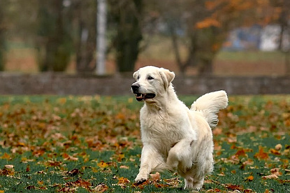 Джейк 09.11.2009 - 21.09.2021_2