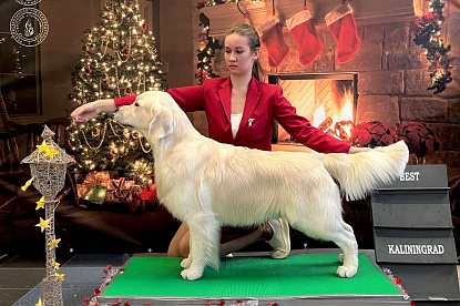 Национальная выставка собак всех пород _0