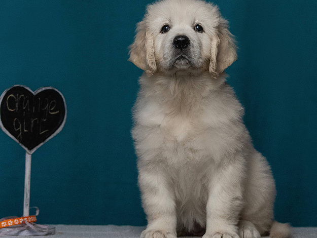 Фото AmberShark Carte Blanche морда