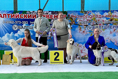 Национальная выставка собак всех пород _1