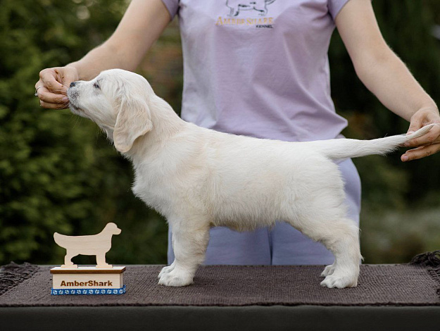 Фото AmberShark Follow Your Dreams стойка