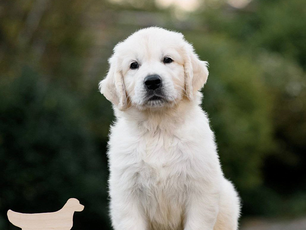 Фото AmberShark Future Star морда