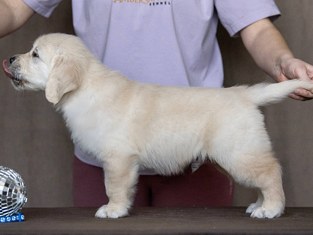 Фото AmberShark Desperado стойка