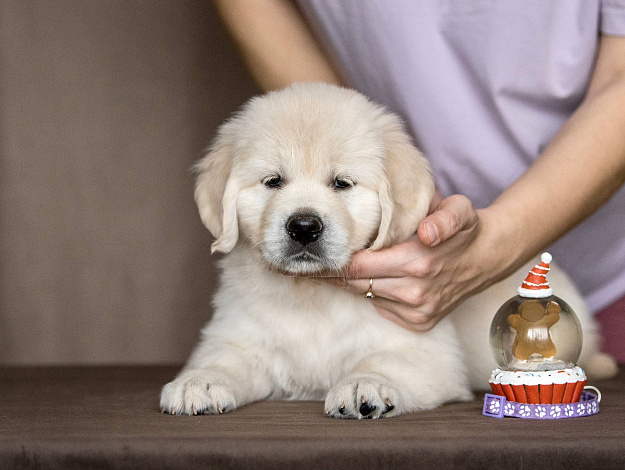 Фото AmberShark Do What You Want морда