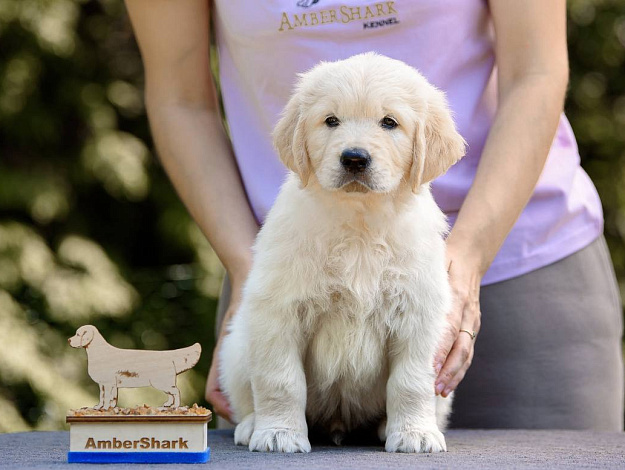 Фото Ambershark Enjoy Sunshine морда