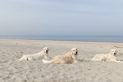 Море и голдены_15