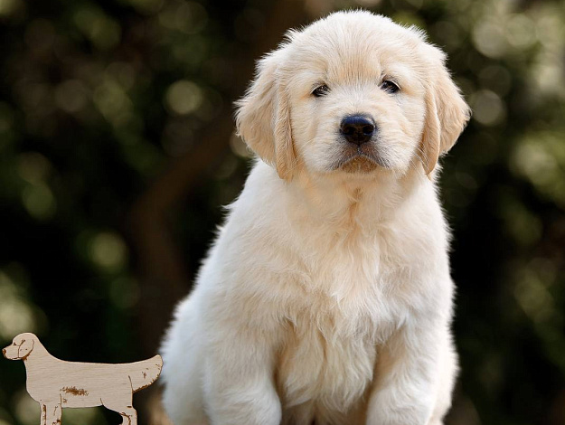 Фото Ambershark Endless Joy морда