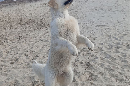 Море и голдены_13