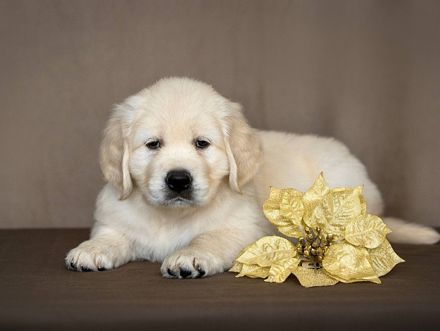 Фото AmberShark Diamonds Are Forever морда