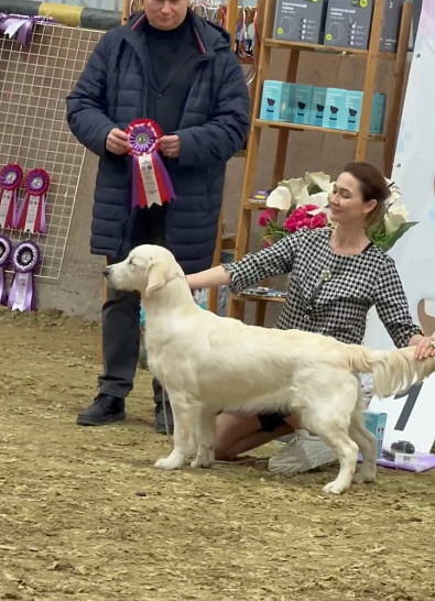 Национальная выставка собак всех пород Новороссийск