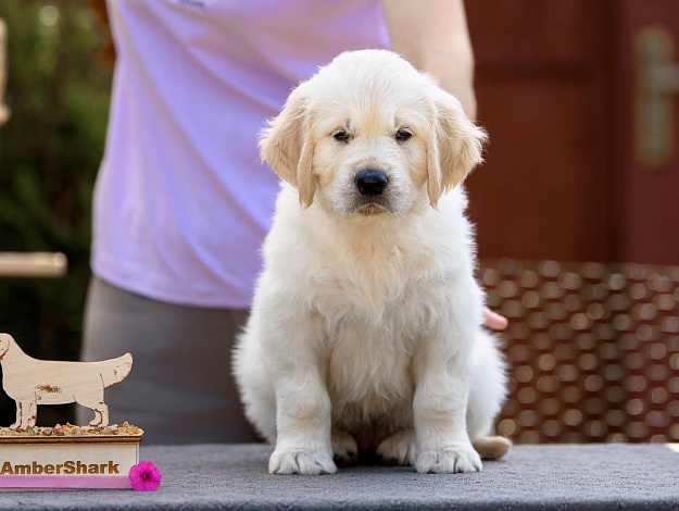 Фото Ambershark Exclusive Diamond морда