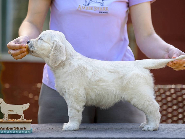 Фото Ambershark Elegant As Always стойка