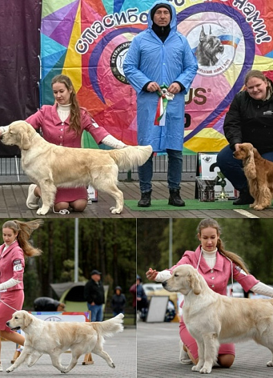 Национальная выставка собак всех пород