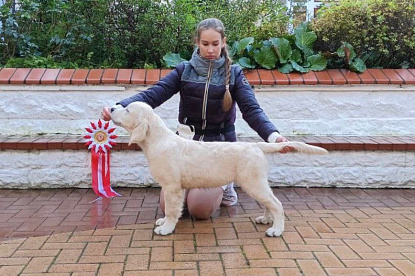 Национальная выставка собак всех пород_2