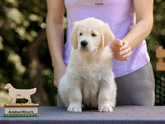 Фото Ambershark Eyes On Me морда