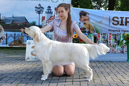 Национальная выставка собак всех пород_0