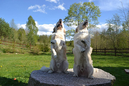 Наша жизнь_15