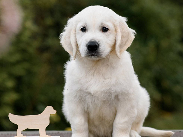 Фото AmberShark Follow Your Dreams морда