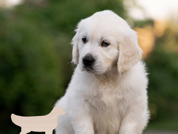 Фото AmberShark Flame Of Love морда