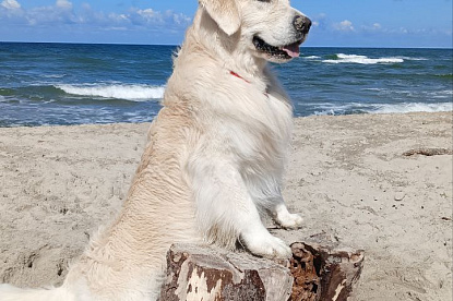 Море и голдены_5