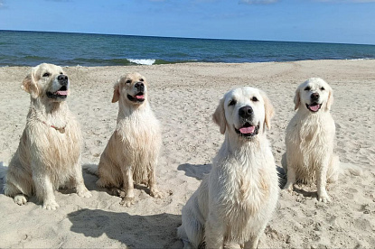 Море и голдены_9