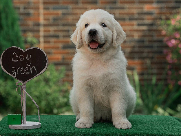Фото AmberShark A Star Is Born морда