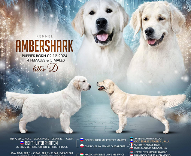 Фото Помет "D" морда