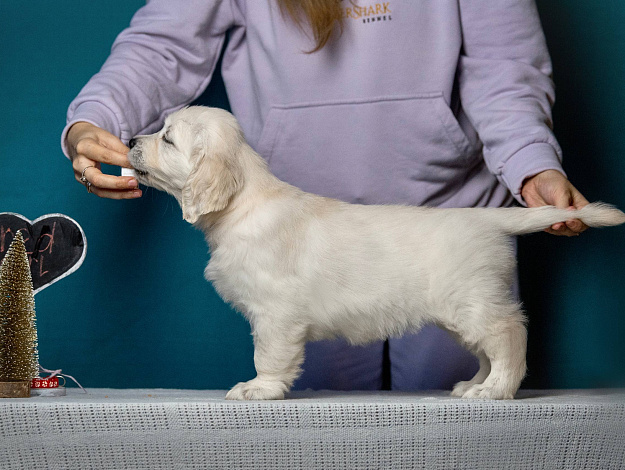 Фото AmberShark Cutest Secret стойка