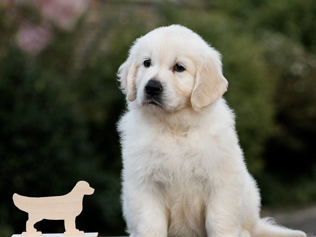 Фото AmberShark Famous Diamond морда