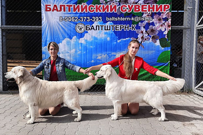 Национальная выставка собак всех пород _1