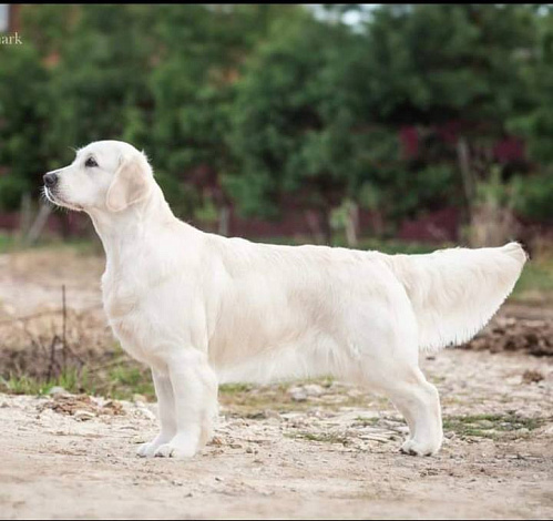 Фото Ева стойка