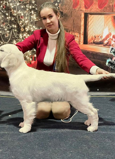 Национальная выставка собак всех пород 