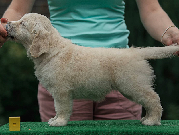 Фото AmberShark Aspire to Inspire стойка