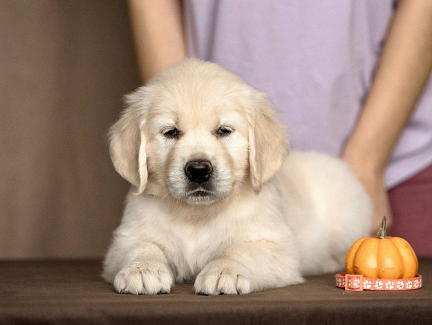 Фото AmberShark Divine Secret морда