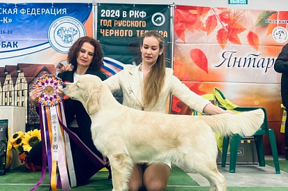 Национальная выставка собак всех пород_0